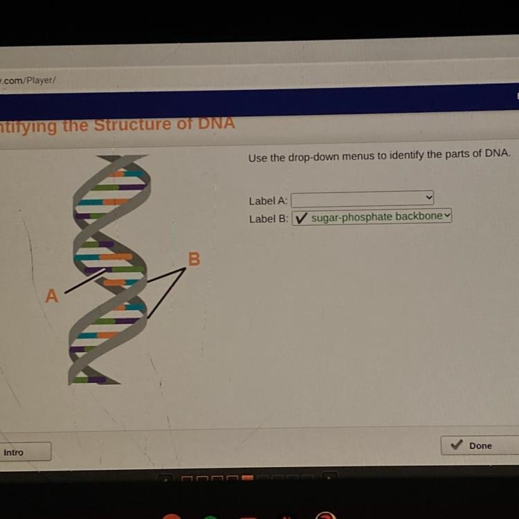 Use the drop-down menus to identify the parts of DNA. Label A: Label B: please help-example-1