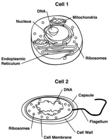 Look at the diagram of 2 basic cell types. Which of the following describes cell 2? A-example-1