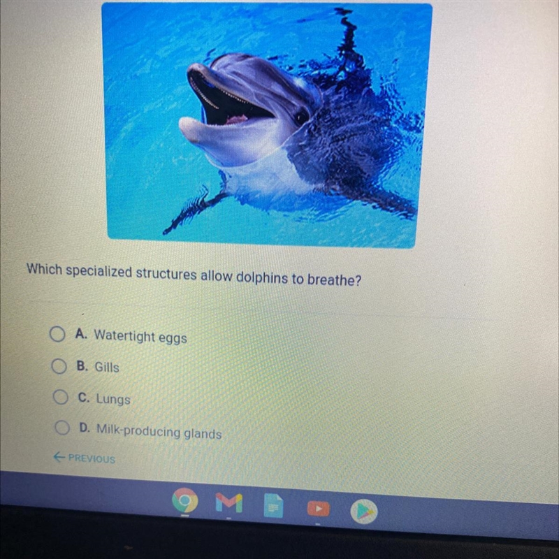 Which specialized structures allow dolphins to breathe? A. Watertight eggs O B. Gills-example-1