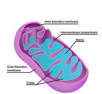 Which part of the cell does this illustration represent? cytoskeleton endoplasmic-example-1