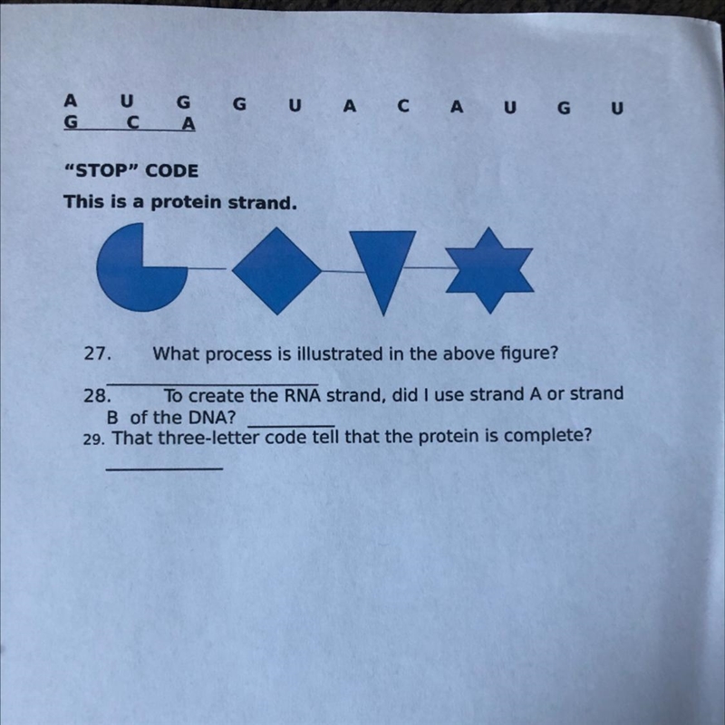 A U с G А GU AC AUGU Α “STOP” CODE This is a protein strand. V 27. What process is-example-1