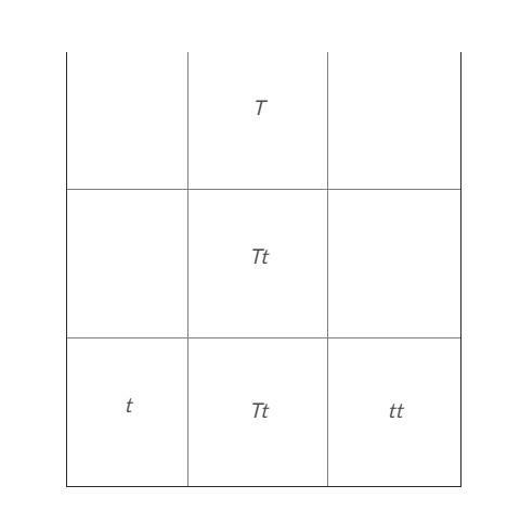 Can someone finish this Punnett square please-example-1