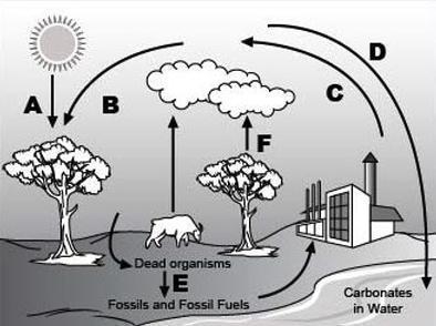 Analyze the given diagram of the carbon cycle below. Use complete sentences to explain-example-1