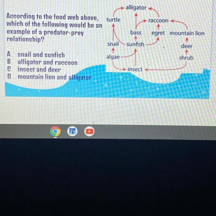 I NEED HELP ASAP alligator turtle raccoon + According to the food web above, which-example-1