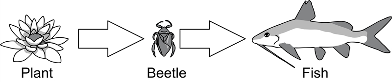 Select what would most likely happen. A. The plant population would increase; the-example-1