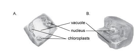 Which cell in this illustration is likely to come from a plant? A B-example-1