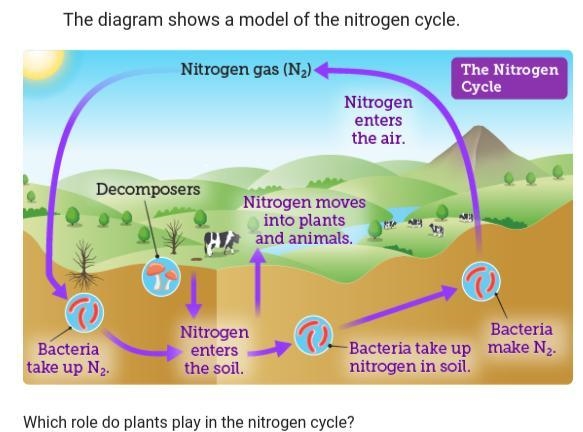 The diagram shows a model of the nitrogen cycle. which role do plants play in the-example-1