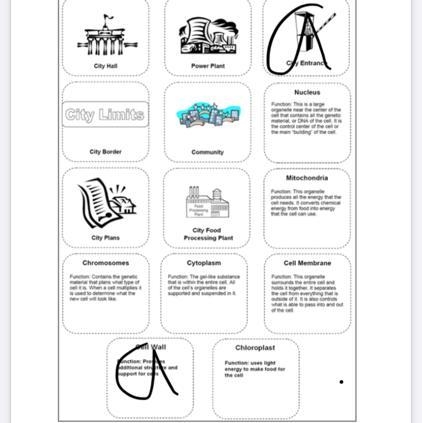 Prokaryotic and Eukaryotic Cells Booklet-example-1