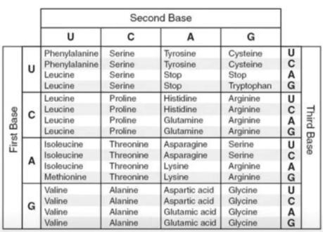 The Genetic Code 1. What would the codon sequence (s) be for: a. Glycine ______________ b-example-1