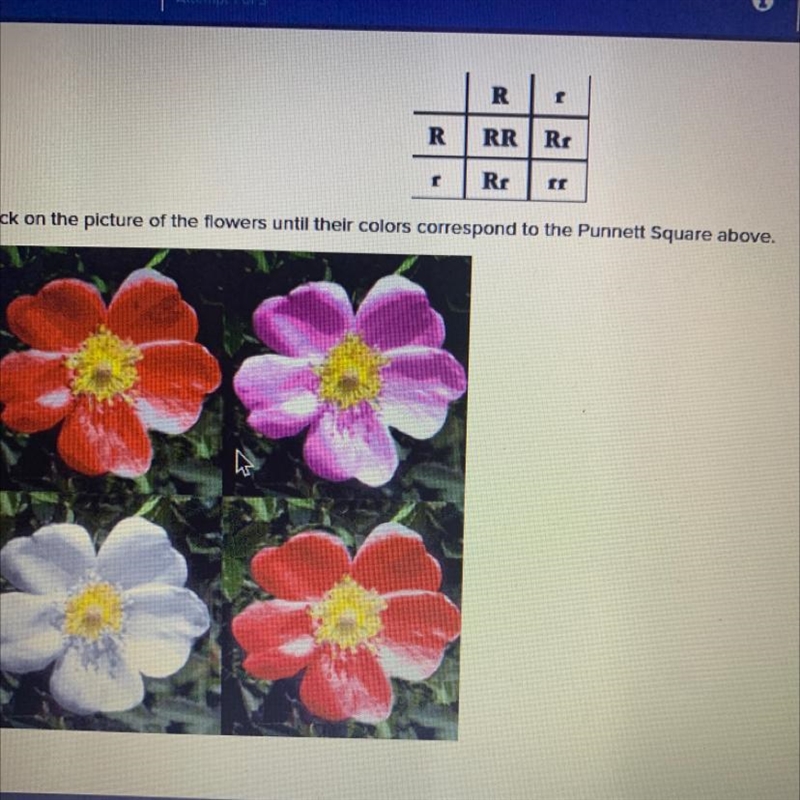 click on the picture of the flowers until their colors correspond to the punnett square-example-1