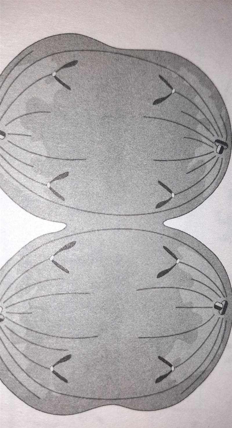 PLEASE HELP ME!!! which stage takes place before the one in the diagram above? A. metaphase-example-1