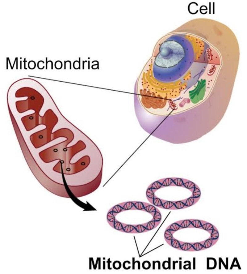 What is a mitochondria-example-1