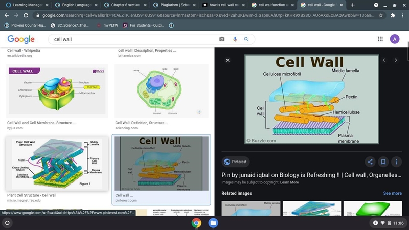 How is cell wall made up of and what is its function ?-example-1