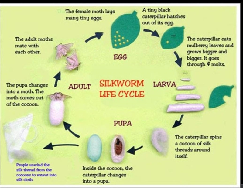 Draw the flow chart of production of silk from silk moth please help.... no links-example-1