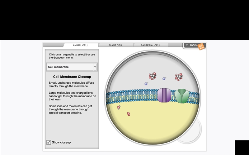 PLZ HELP!! Why do you think only one material is able to pass through the membrane-example-1