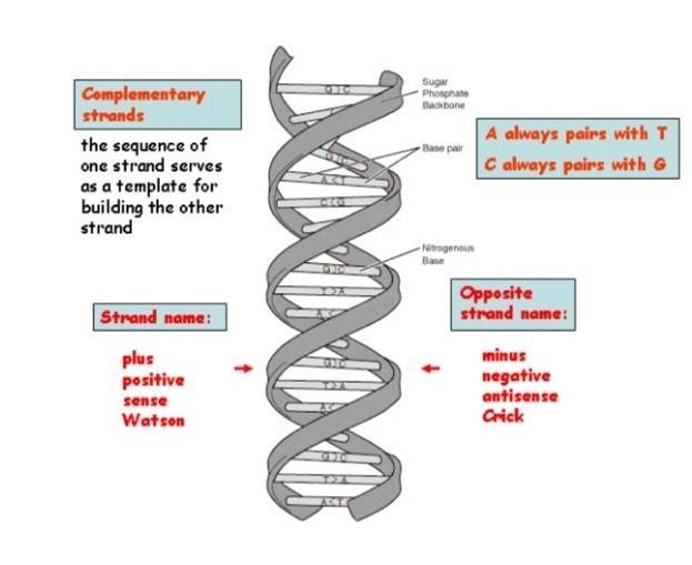 How is a strand of DNA like a sentence?-example-1