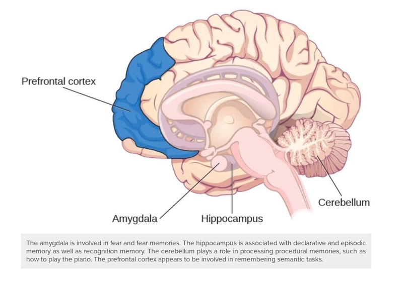 Many different parts of the brain work together to encode, store, and retrieve information-example-1