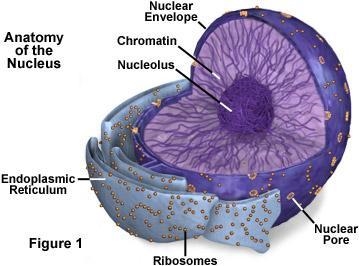 What does a nucleus look like-example-1