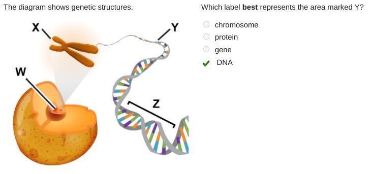 The diagram shows genetic structures. Which label best represents the area marked-example-1