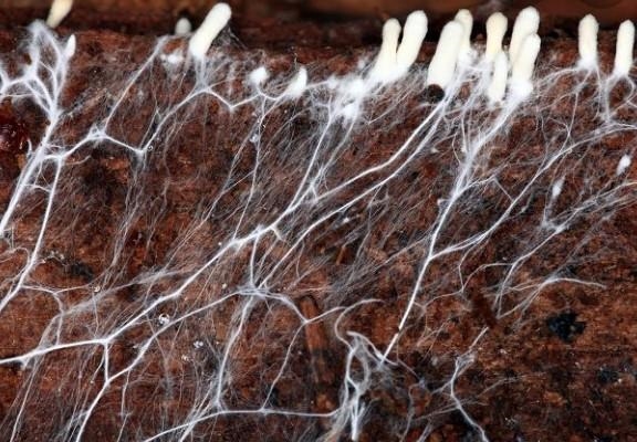 What are mycelium ??????????-example-1