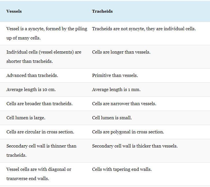 What is the difference between vessel elements and tracheids?-example-1