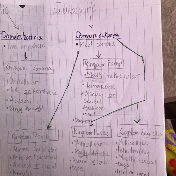 Are eukaryotic, multicellular and heterotrophic-example-1