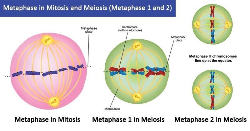 Meiosis does PMAT twice! That means there is prophase I and prophase II. There is-example-1