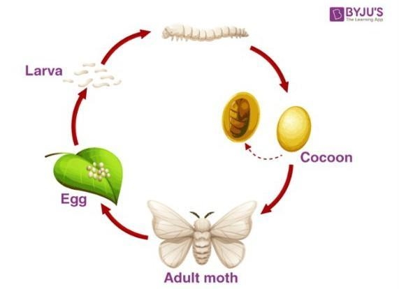 Draw the flow chart of production of silk from silk moth please help.... no links-example-1