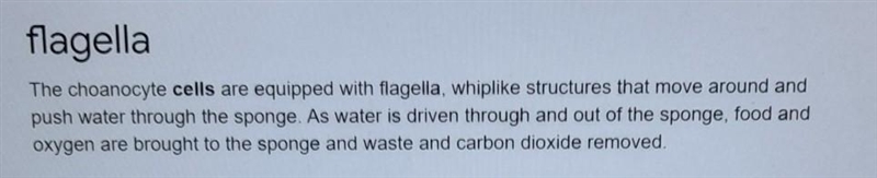 What structure actively moves water through a sponge?-example-1