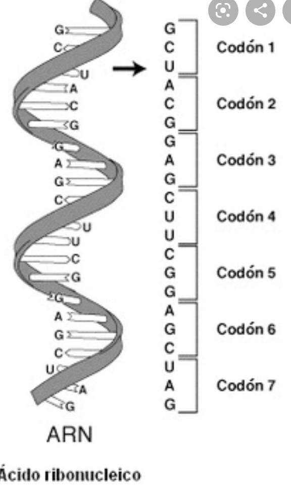 What is the genetic makeup of both parents ?-example-1