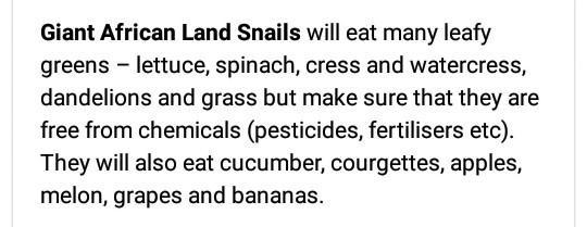 What do african snails eat-example-1