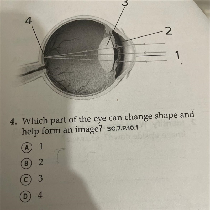 4. Which part of the eye can change shape and help form an image? A 1 B 2 C 3 D 4-example-1