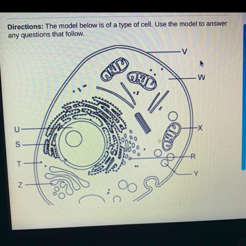 Organelle X is a - A. mitochondrion, which makes energy for the cell. B. ribosome-example-1