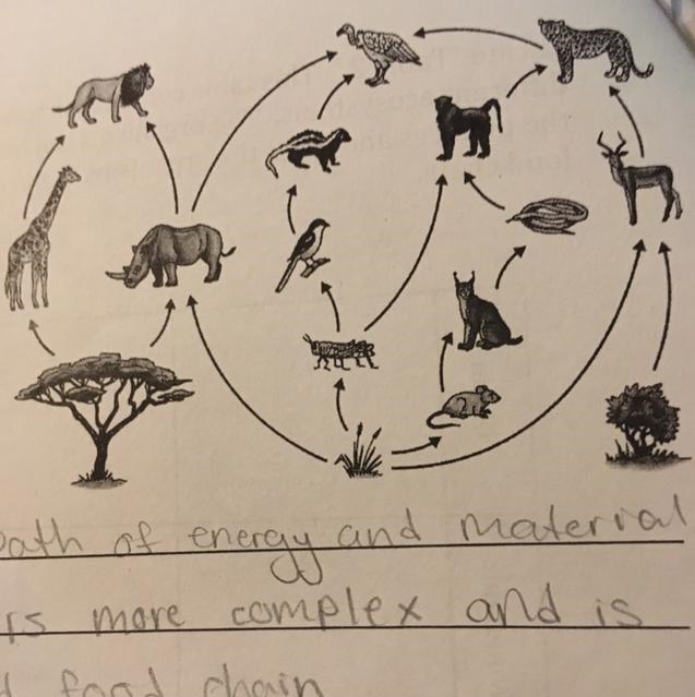 If grasshoppers were removed from this food web which organism Would suffer the most-example-1