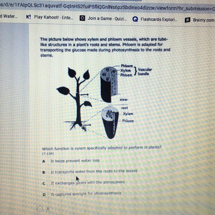 The picture below shows xylem and phloem vessels, which are tube- like structures-example-1