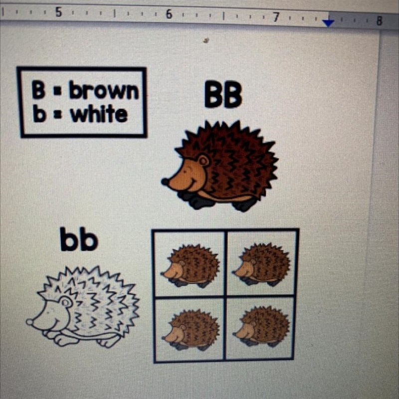 Explain why in this crossing all of the hedgehog offspring are brown even though they-example-1