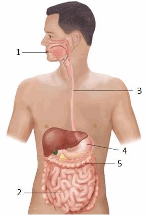 Question: the diagram below shows the major parts of the digestive system. what part-example-1