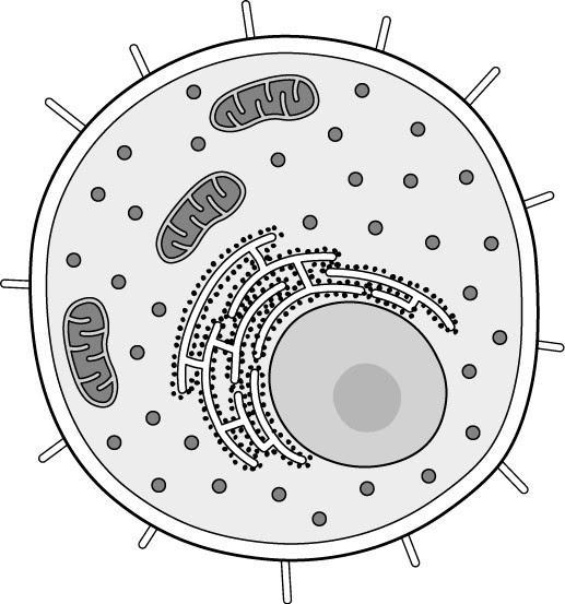 The following diagram shows a single cell. Is the cell eukaryotic or prokaryotic? Explain-example-1