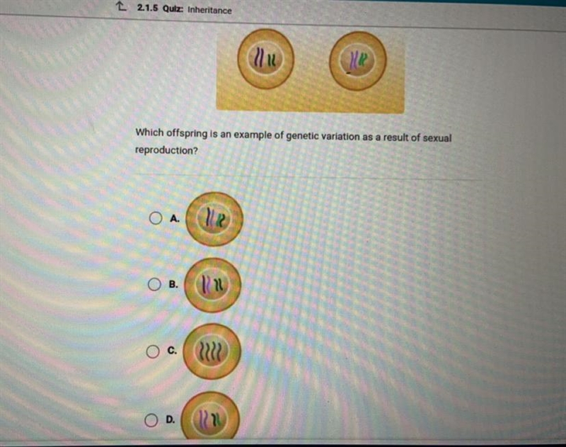 Which offspring is an example of genetic variation as a result of sexual reproduction-example-1