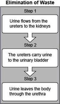 The following flow diagram shows the various steps of elimination of waste through-example-1