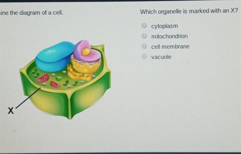 Examine the diagram of the cell which or general is marked with an X help​-example-1