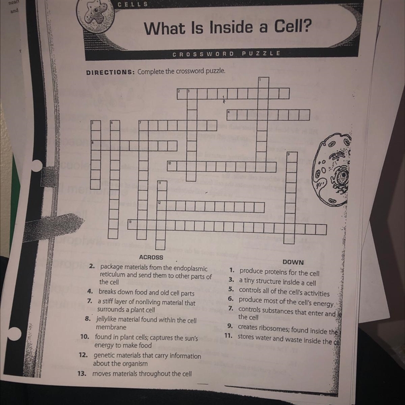 What’s is inside a cell? Crossword puzzle ACROSS 2.package materials from the endoplasmic-example-1