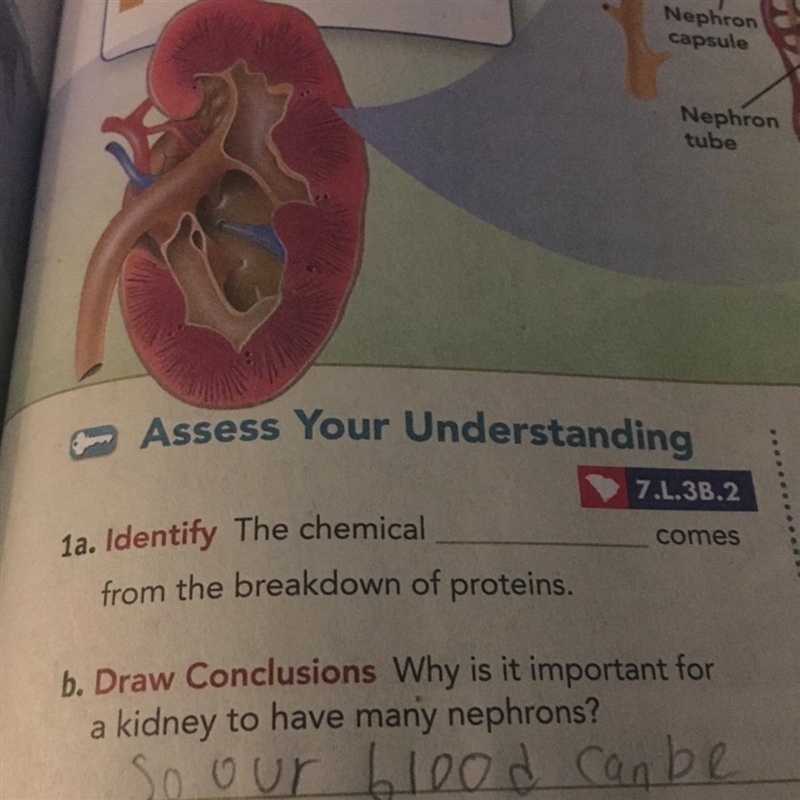 1a. Identify the chemical_____ comes from the breakdown of proteins.-example-1