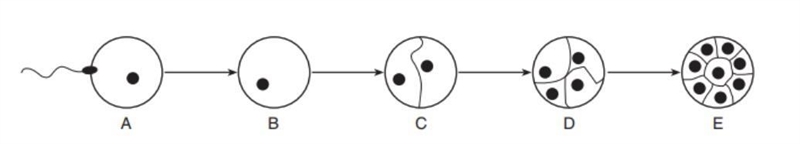 Between which two stages does cell division (cells divide or multiple) first occur-example-1