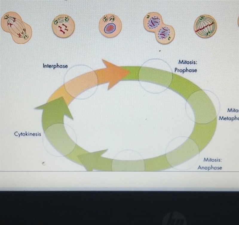 Interphase Milosis: Prophese Mitosis: Melaphese Cytokinesis Anaphose drag and drop-example-1