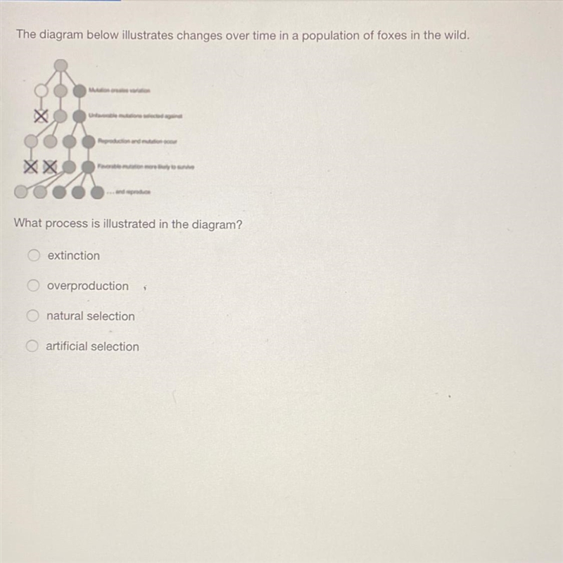 The diagram below illustrates changes over time in a population of foxes in the wild-example-1