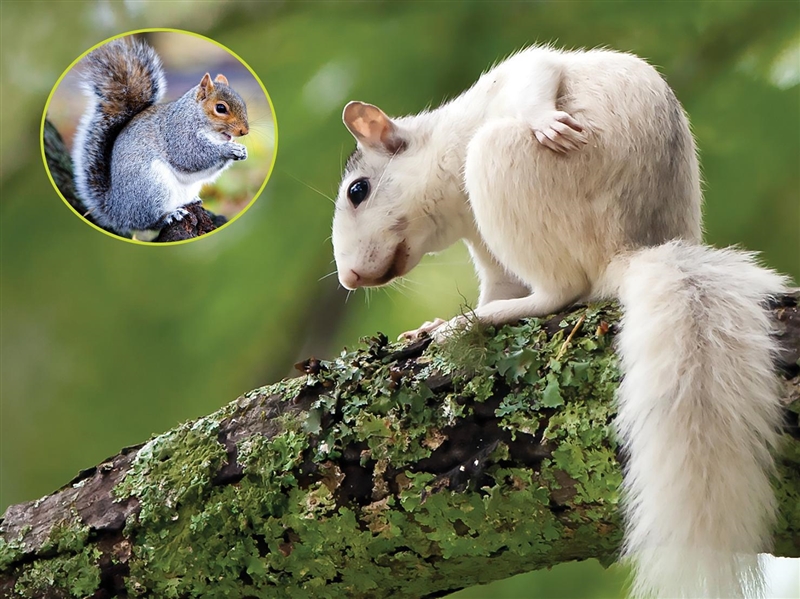 Which squirrel do you think is better suited for the environment, the gray one or-example-1