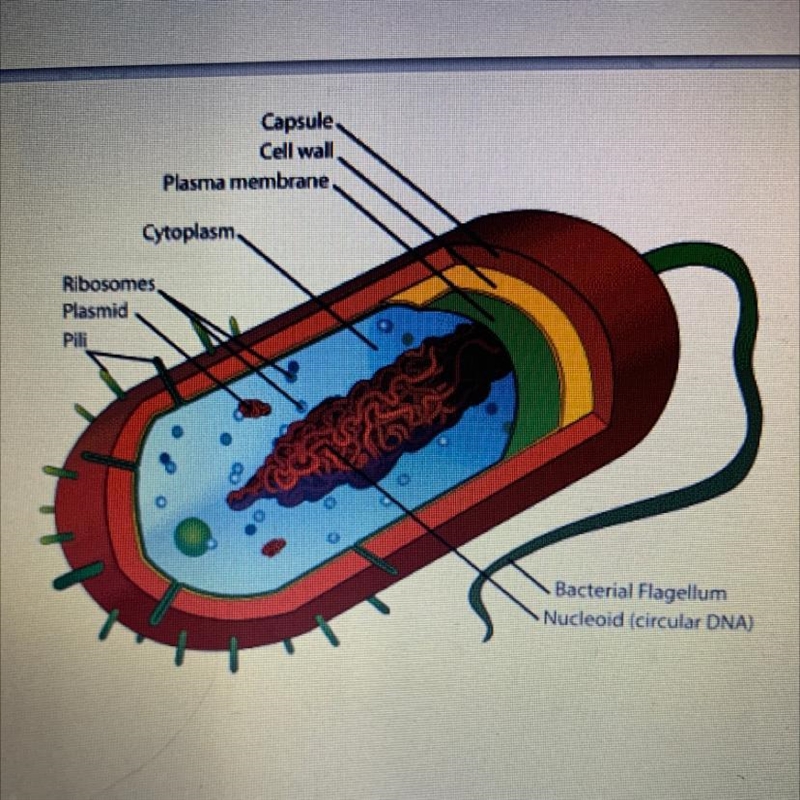 Which of the following best describes the cell below plant cell Protist cell Eukaryotic-example-1