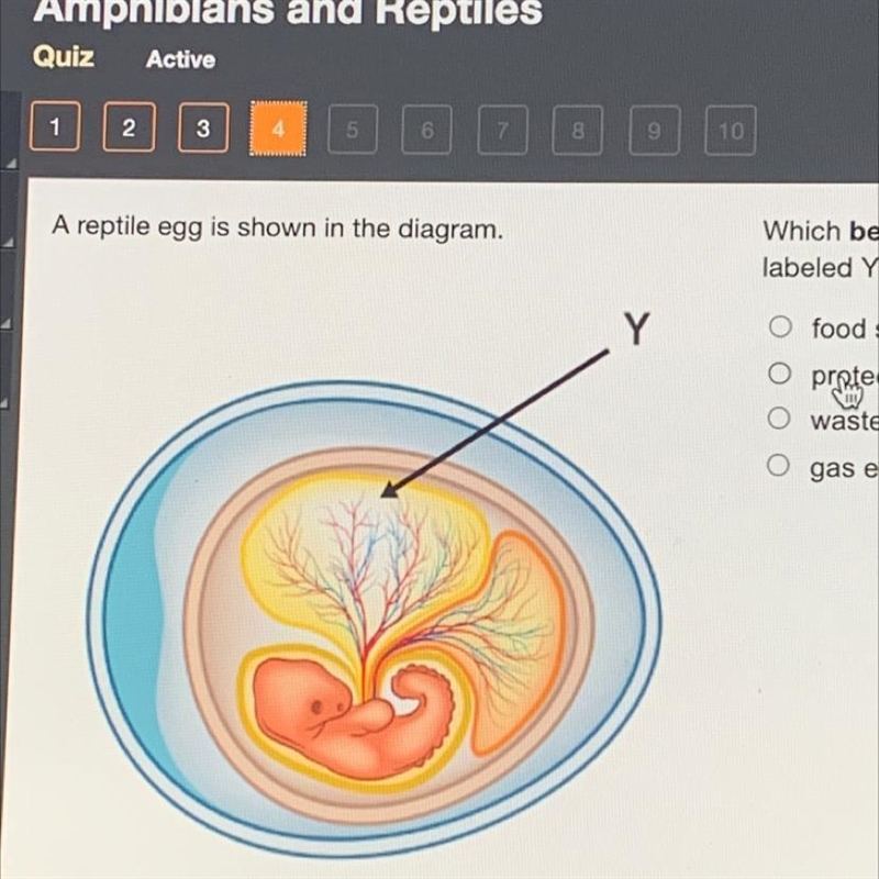 A reptile egg is shown in the diagram. Y Which best describes the function of the-example-1