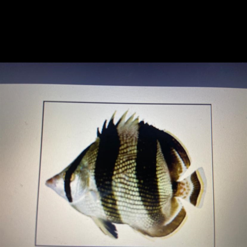 What type of fish is this?-example-1